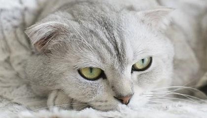 Leyu Sports (乐鱼体育)-巴黎稳定阵容加强比赛掌控力，巴黎阵容预测