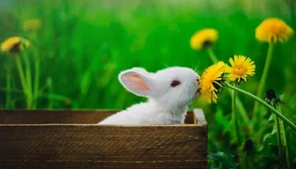 乐鱼官方网站-罗马尼亚队赛制透视：团体赛制下的战略与个人表现，罗马尼亚联赛赛程